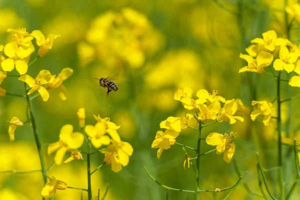 Blooming Rapeseed Field Flying Bee Background Collecting Honey Macro — Stockfoto