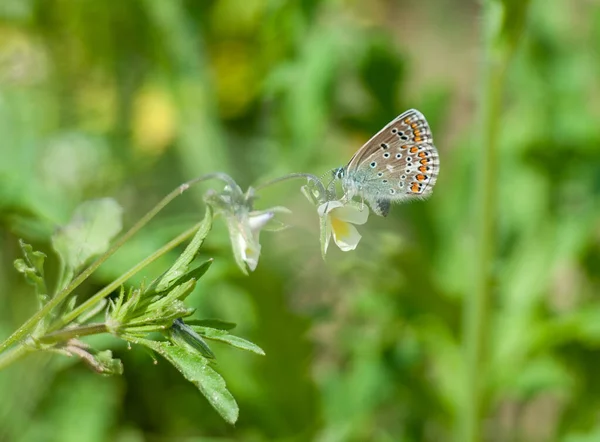 Papillon Sur Herbe Verte — Photo