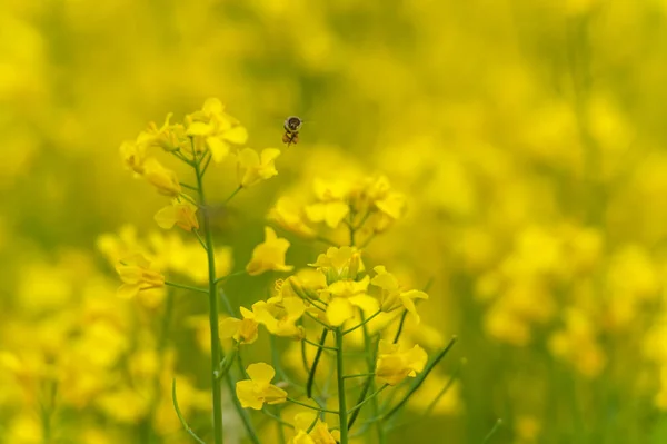Blooming Rapeseed Field Flying Bee Background Collecting Honey Macro — Stok fotoğraf