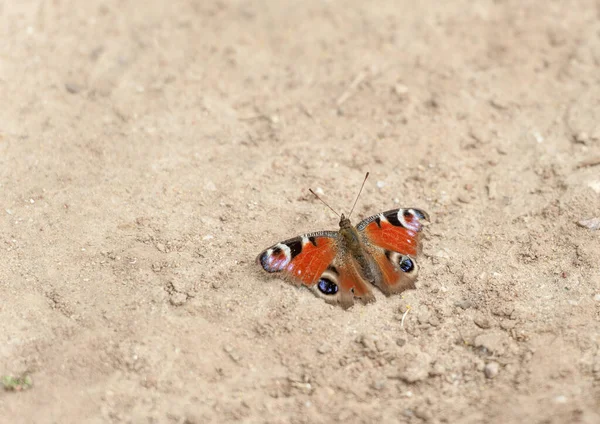 Butterfly Ground Spring — Fotografia de Stock