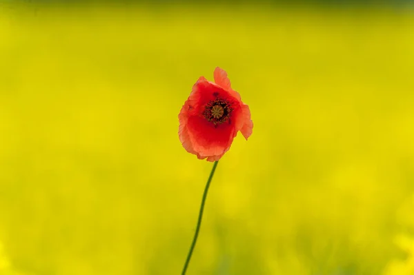 Red Poppy Rapeseed Field Yellow Background Macro — Stock Photo, Image