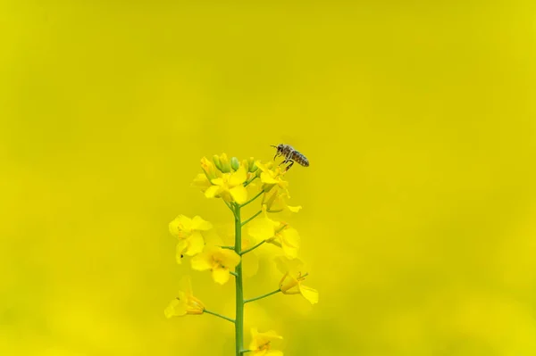 Blooming Rapeseed Field Flying Bee Background Collecting Honey Macro — Stockfoto