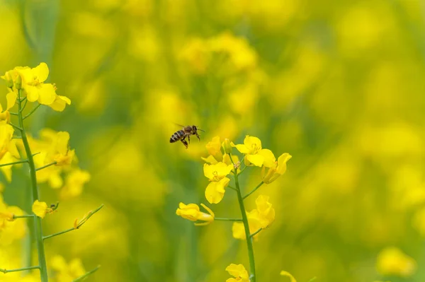 开花的菜籽田和背景中的飞蜂 收集蜂蜜 — 图库照片