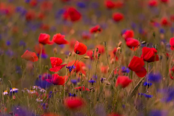 Meadow Beautiful Bright Red Poppy Flowers — Stock Photo, Image