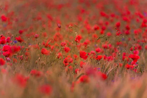 Meadow Beautiful Bright Red Poppy Flowers — Stock Photo, Image