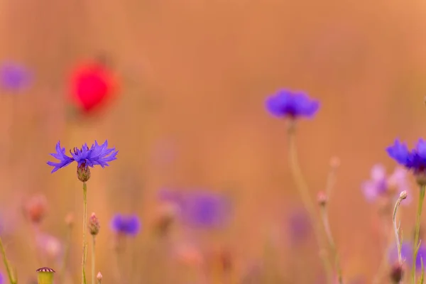 Prairie Avec Belles Fleurs Pavot Rouge Vif Bleuet Arrière Plan — Photo