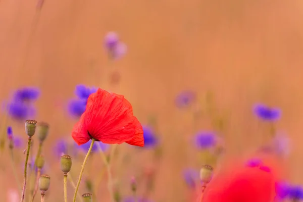 Meadow Beautiful Bright Red Poppy Flowers Cornflower Background — Stock Photo, Image
