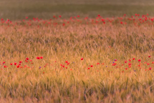 Wheat Field Beautiful Bright Red Poppy Flowers — Stock Photo, Image