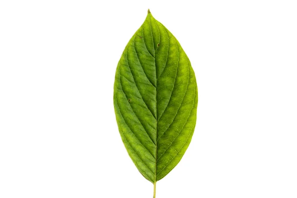 Green Leaf Texture Isolated White Background — Stok fotoğraf