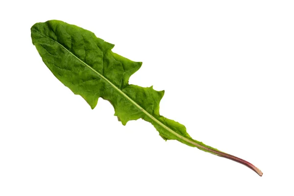 Green Dandelion Leaf Texture Isolated White Background — Stok fotoğraf