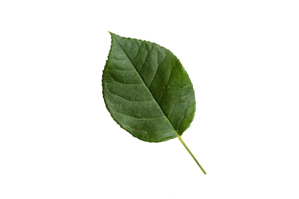 Green Leaf Texture Isolated White Background — ストック写真
