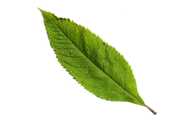 Green Leaf Texture Isolated White Background — Photo