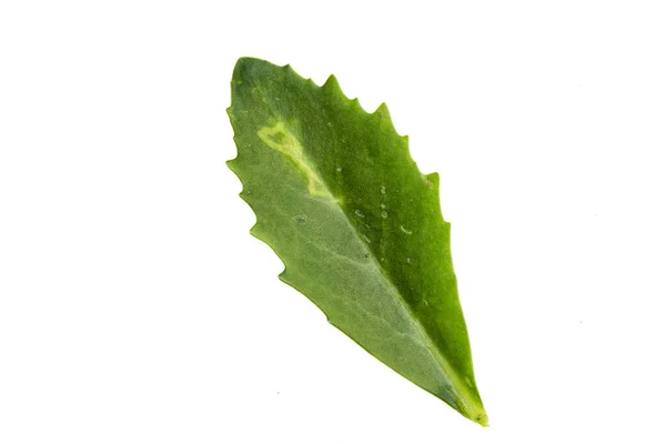 Green Leaf Texture Isolated White Background Kalanchoe Blossfeldiana Herbaceous — Stok fotoğraf