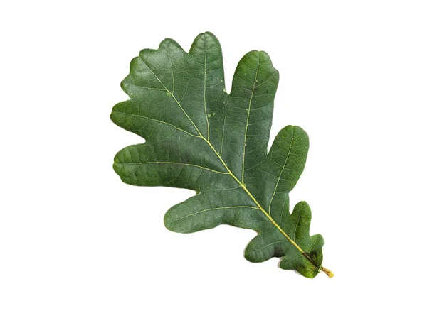 Green Oak Leaf Texture Isolated White Background — Stok fotoğraf