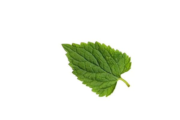 Beyaz Arkaplanda Zole Yeşil Yaprak — Stok fotoğraf