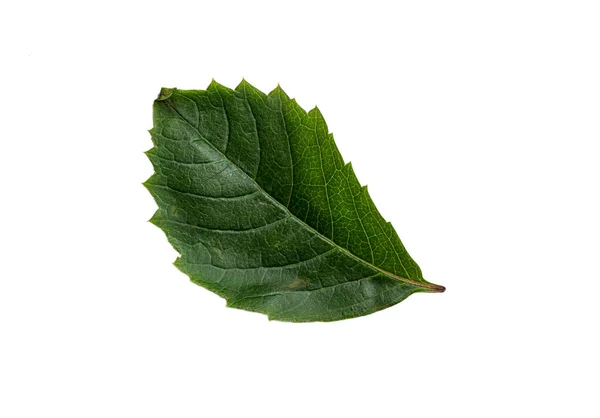 Green Leaf Texture Isolated White Background — Stok Foto