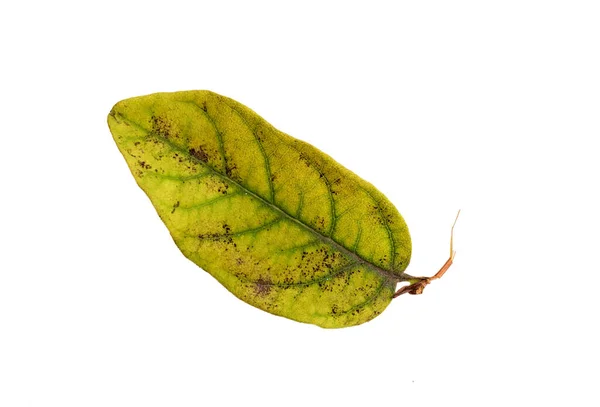 Autumn Color Leaf Texture Isolated White Background Kalanchoe Blossfeldiana Herbaceous — Stok fotoğraf