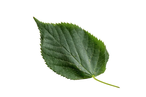 Green Color Leaf Texture Isolated White Background — Photo