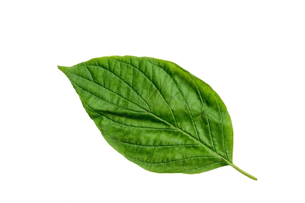 Beyaz Arkaplanda Doku Zole Yeşil Renk Yaprağı — Stok fotoğraf