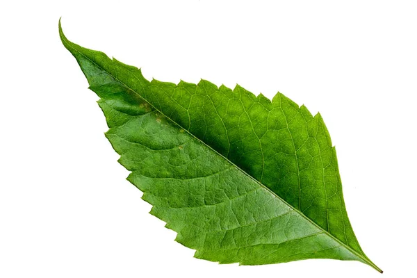 Green Color Leaf Texture Isolated White Background — Stok fotoğraf
