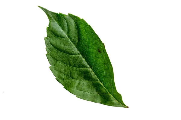 Green Color Leaf Texture Isolated White Background — Photo