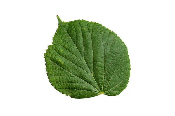 绿色叶子 白色背景下孤立的纹理 — 图库照片