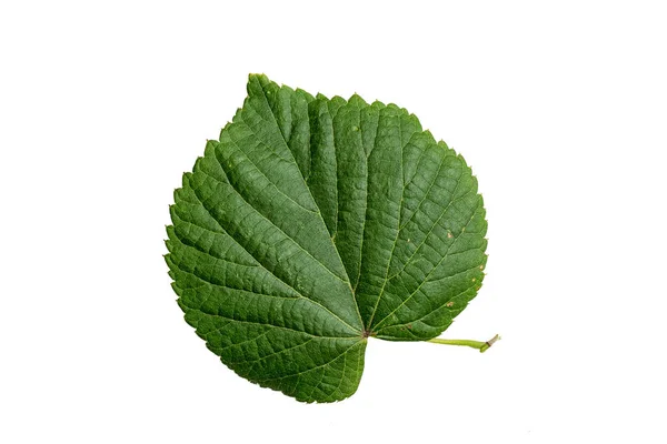 Green Color Leaf Texture Isolated White Background — Stok Foto