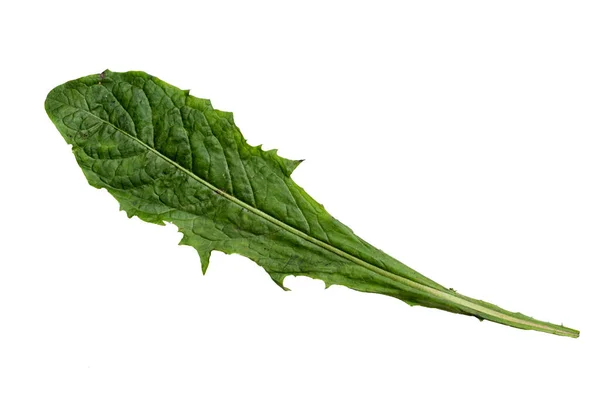 Green Color Dandelion Leaf Texture Isolated White Background — ストック写真