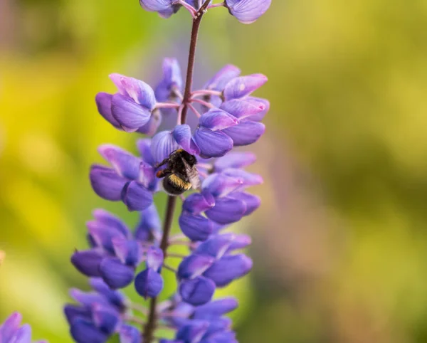 Macro Lupine Flower Flying Bumblebee Dof Poco Profundo Fondo Borroso — Foto de Stock