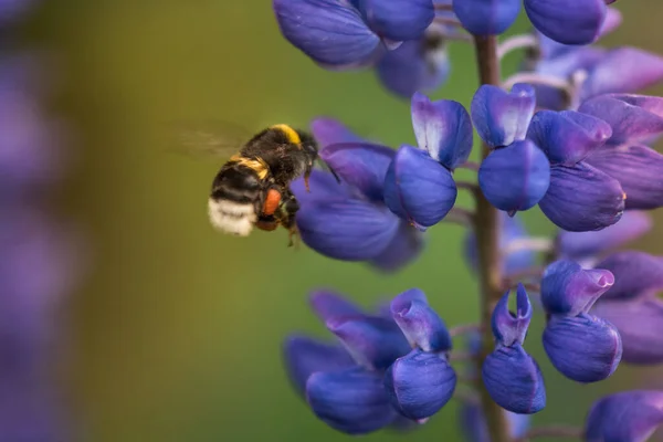 Makro Lupine Flower Flying Bumblebee Mělké Dof Rozmazané Pozadí — Stock fotografie