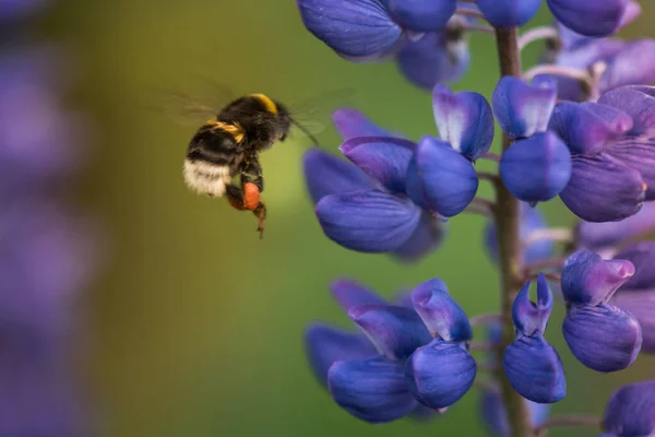 Macro Lupine Flower Flying Bumblebee Shallow Dof Blurry Background — Stockfoto