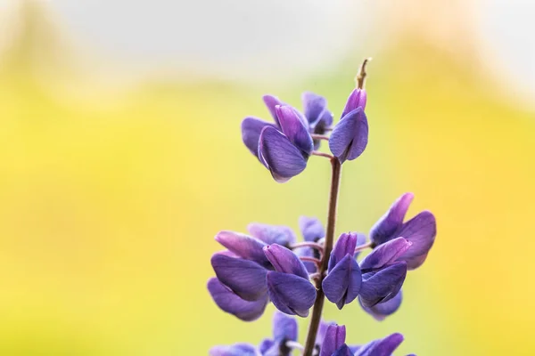 Macro Lupene Flower Blurry Background Bright Colors — Zdjęcie stockowe