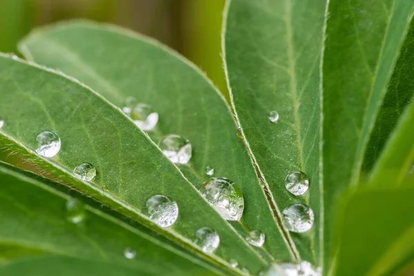 卢平树叶和雨水在上面 浅色Dof Macro — 图库照片