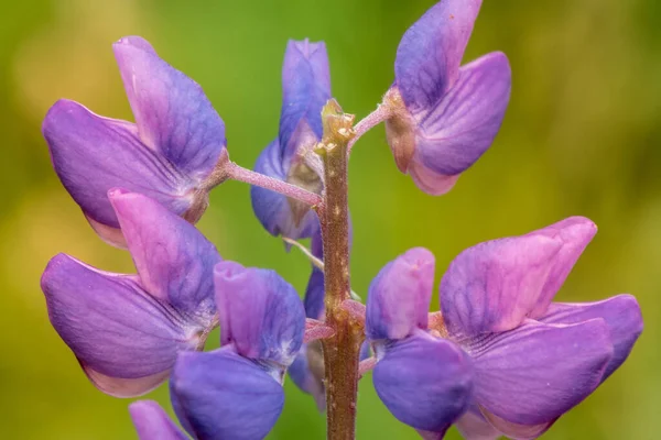 Makro Lupenový Květ Rozmazané Pozadí Jasné Barvy Mělké Dof — Stock fotografie