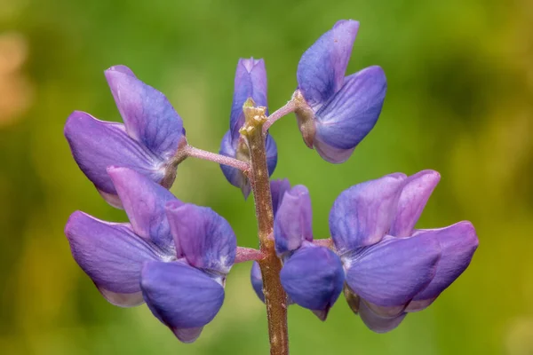 Makro Lupenový Květ Rozmazané Pozadí Jasné Barvy Mělké Dof — Stock fotografie