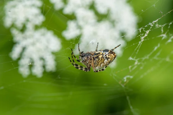 Spider Web Macro Shallow Depth Field — Stock Photo, Image