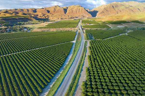 Olive Plantation in Bakersfield, California. Beautiful Sunset Light