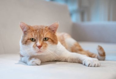 Cute Cat in Home Interior. Cat is Lying on the Couch. Cute Bright Hairs.