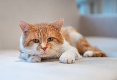 Cute Cat in Home Interior. Cat is Lying on the Couch. Cute Bright Hairs.