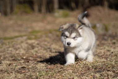 Alaskan Malamute Puppy Walking on the Grass. Young Dog. Portrait.