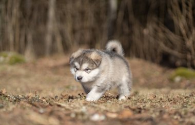 Alaskan Malamute Puppy Walking on the Grass. Young Dog. Portrait.