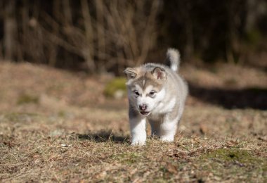 Alaska Malamute Yavrusu Çimlerde Yürüyor. Genç Köpek. Portre.
