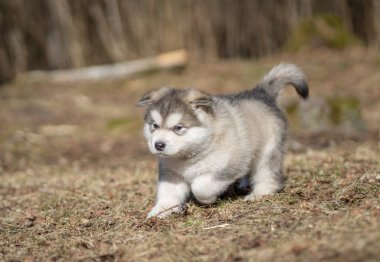 Alaska Malamute Yavrusu Çimlerde Yürüyor. Genç Köpek. Portre.