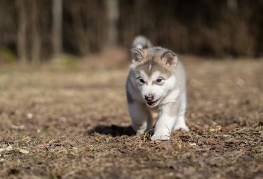 Alaska Malamute Yavrusu Çimlerde Yürüyor. Genç Köpek. Portre.