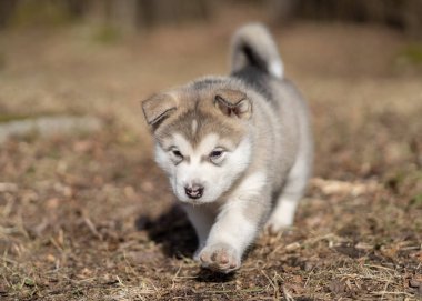 Alaska Malamute Yavrusu Çimlerde Yürüyor. Genç Köpek. Portre.