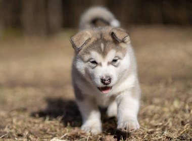 Alaska Malamute Yavrusu Çimlerde Yürüyor. Genç Köpek. Portre.