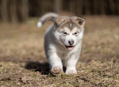 Alaskan Malamute Puppy Walking on the Grass. Young Dog. Portrait.