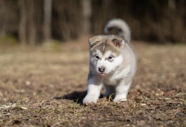 Alaska Malamute Yavrusu Çimlerde Yürüyor. Genç Köpek. Portre.