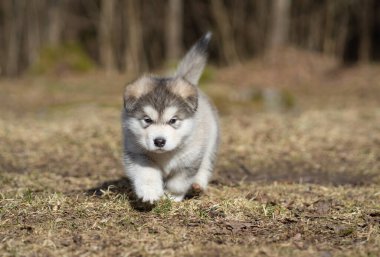 Alaskan Malamute Puppy Walking on the Grass. Young Dog. Portrait.