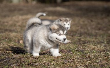 Alaskan Malamute Puppy Walking on the Grass. Young Dog. Portrait.